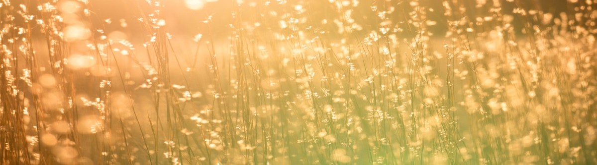 Yellow flower with dew drops