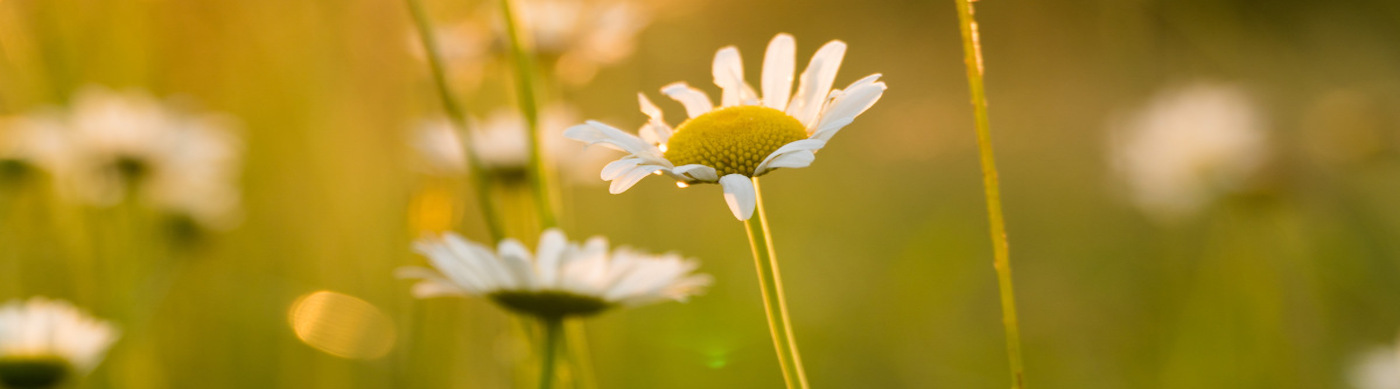 daisy