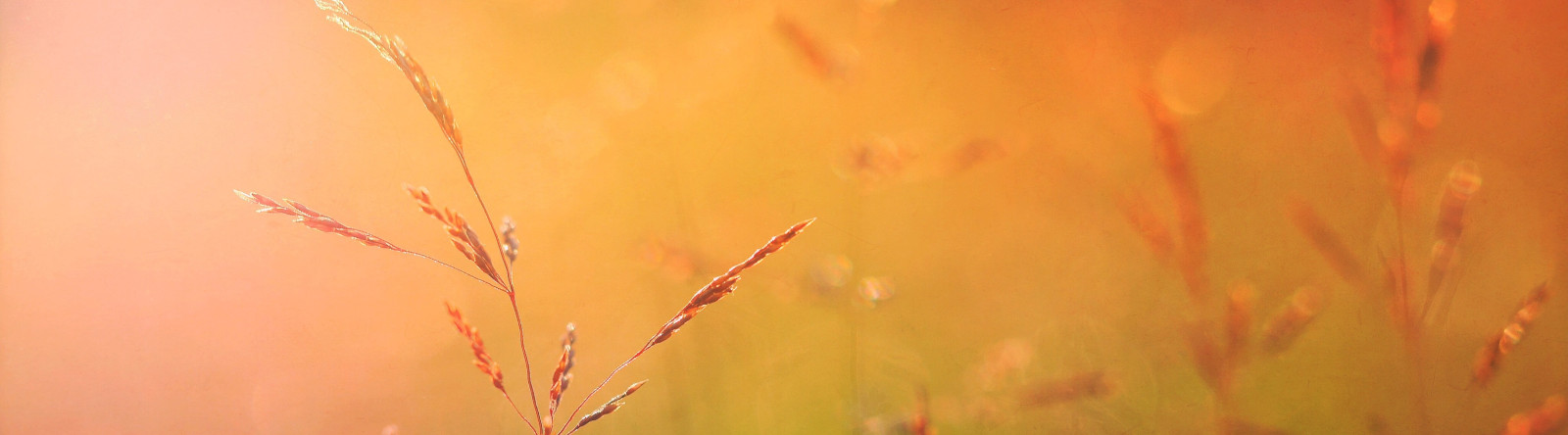 Wheat 