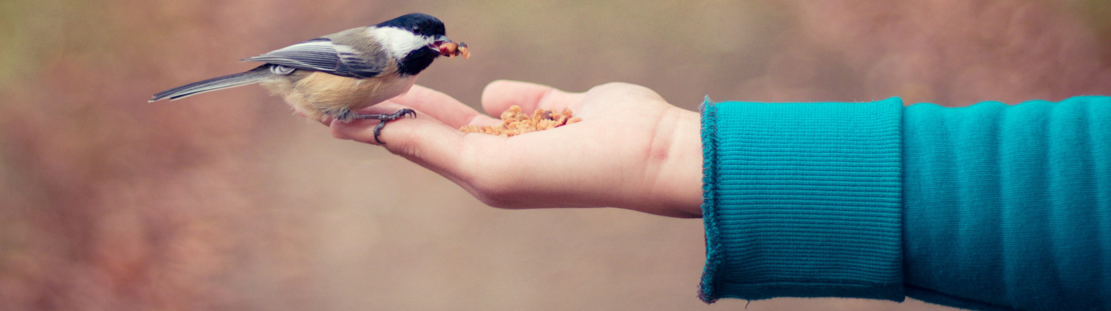 hand feeding birds