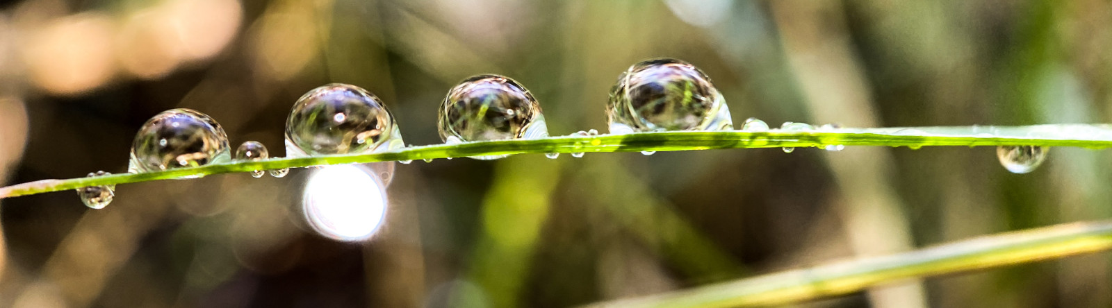 dew drops on grass steam