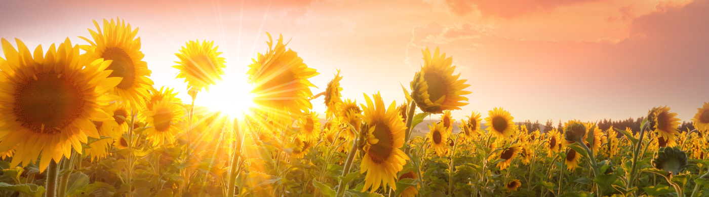 sunflower field